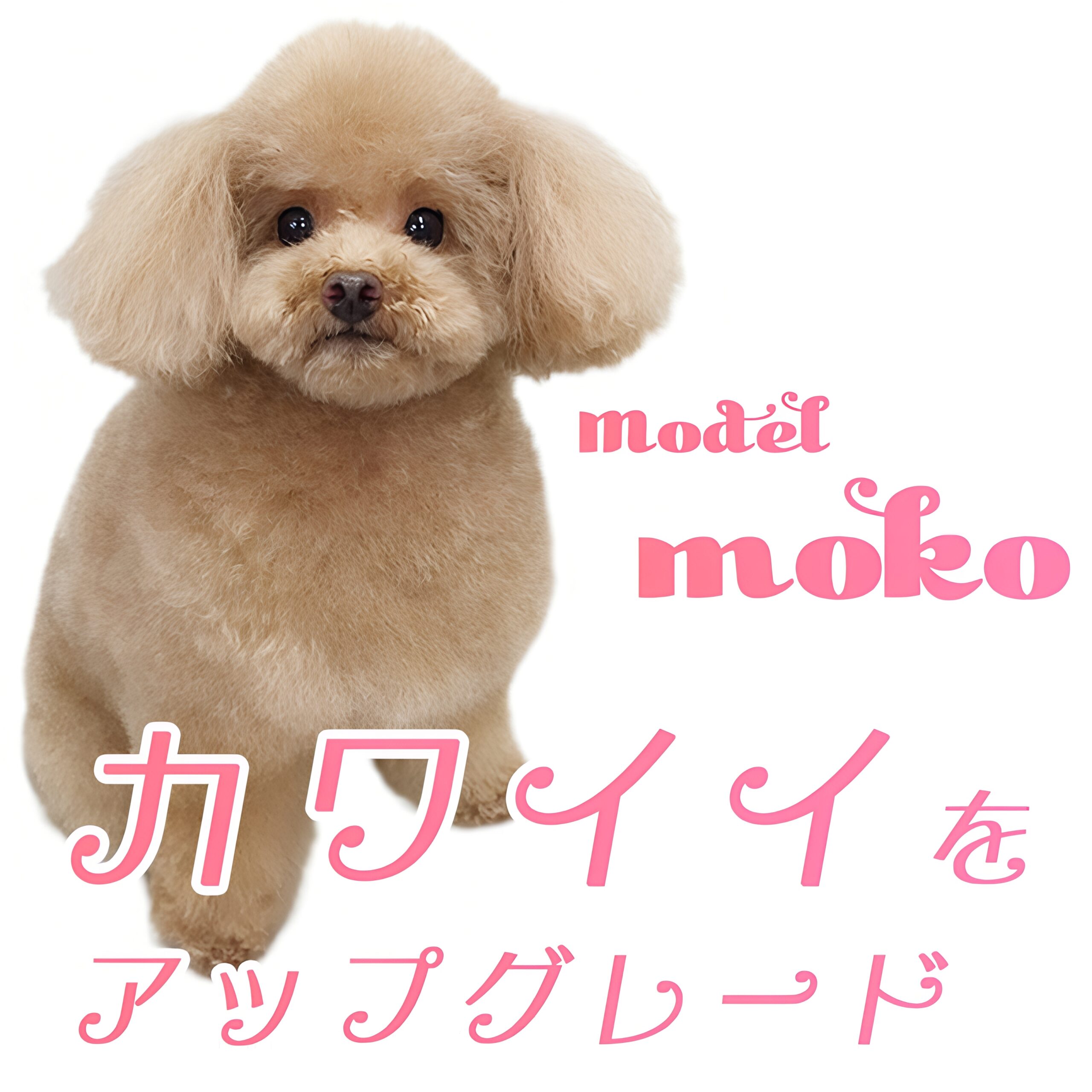 カワイイをアップグレード