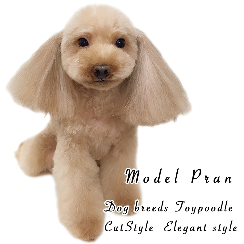 モデルはプランちゃん