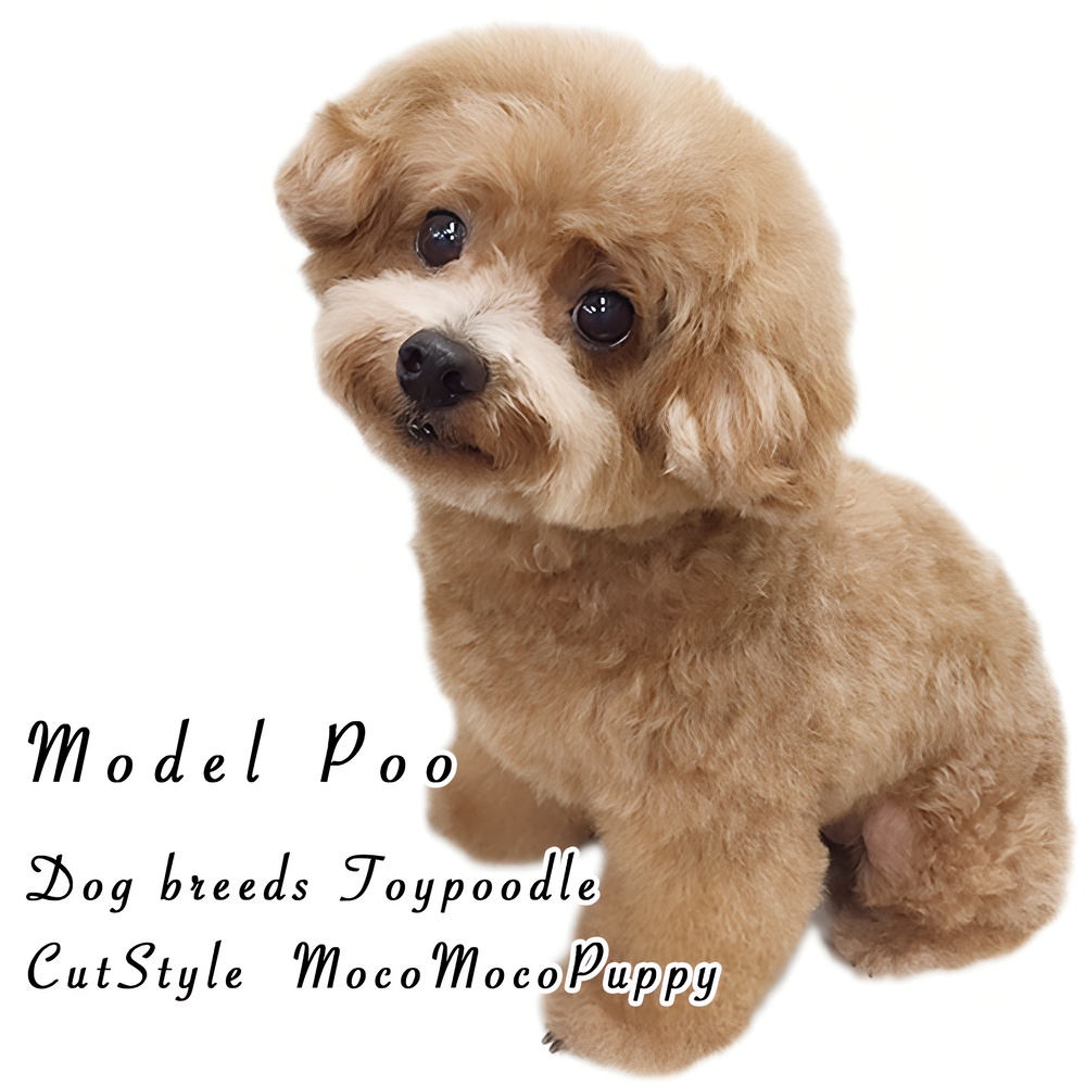 モデルはプーちゃん