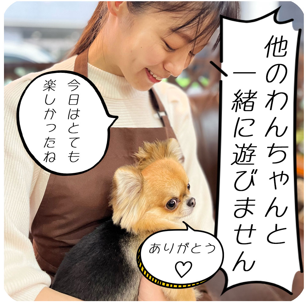 他のわんちゃんと遊びません