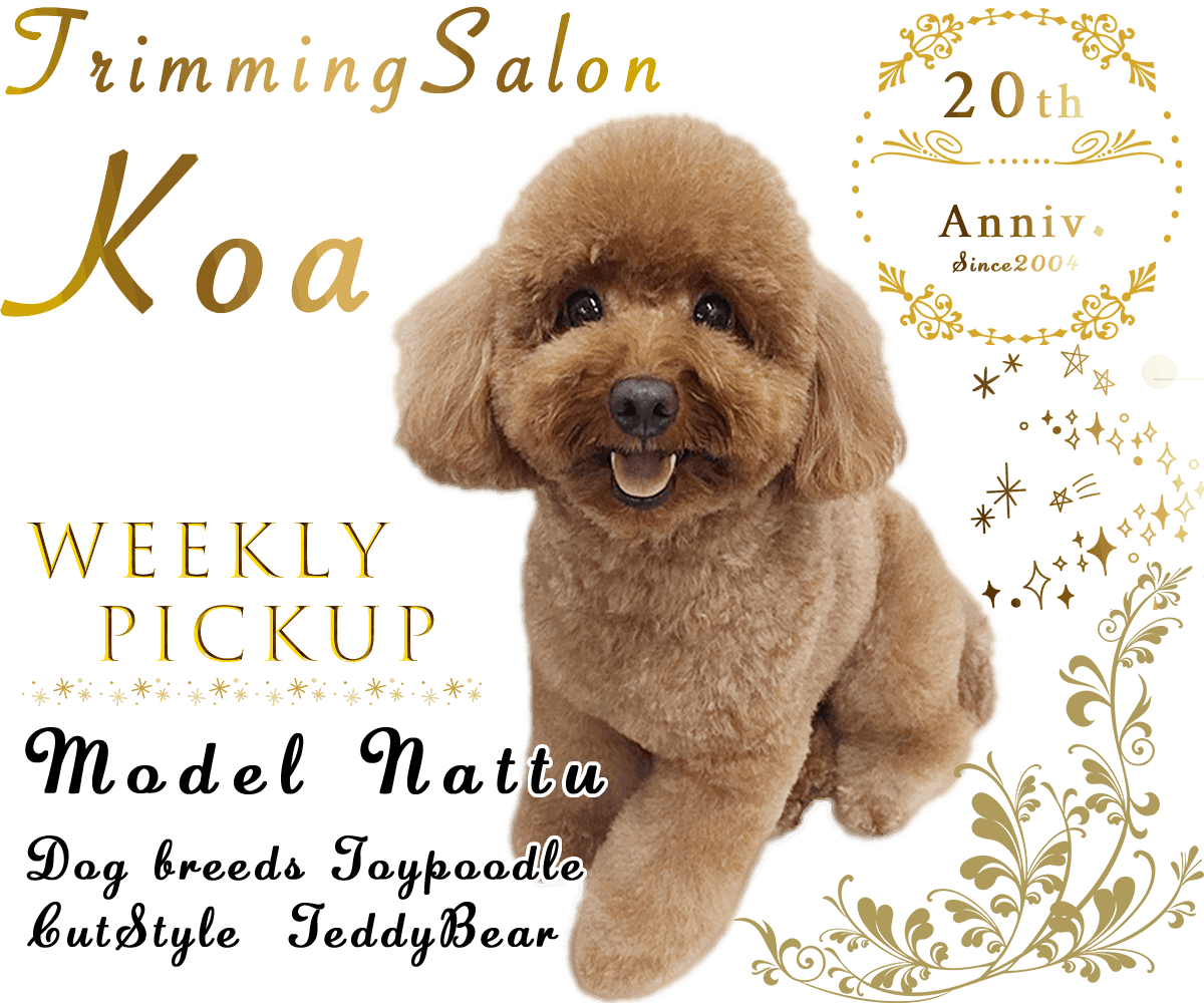 トリミングサロンKOA　創業から20周年