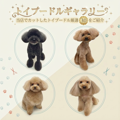 トイプードルギャラリー
